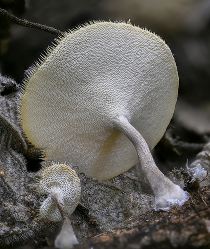 Polyporus tricholoma — photo