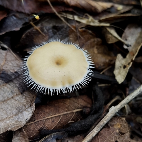 Polyporus tricholoma
