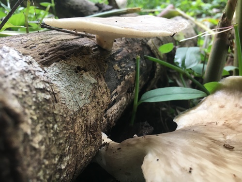 Polyporus udus — photo