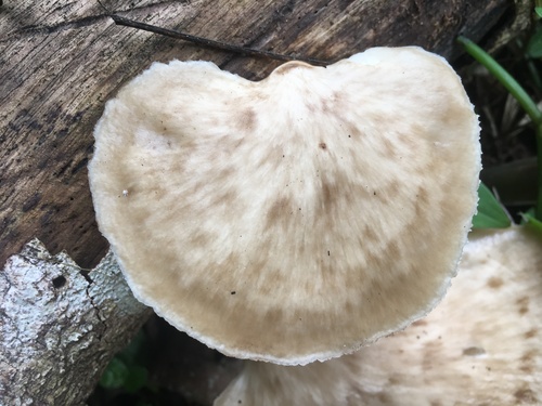 Polyporus udus — photo