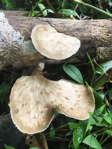 Polyporus udus