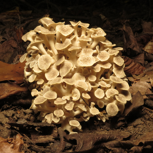 Polyporus umbellatus