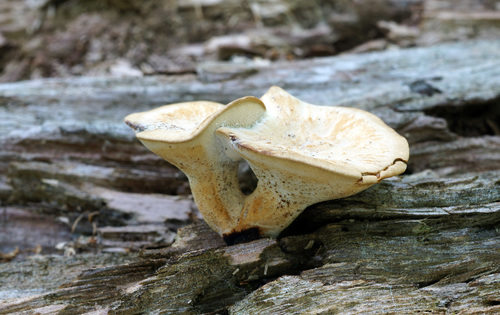 Polyporus varius — photo