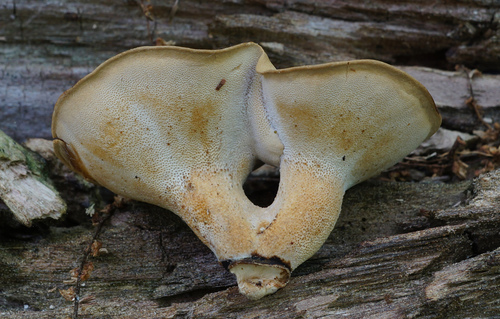 Polyporus varius — photo