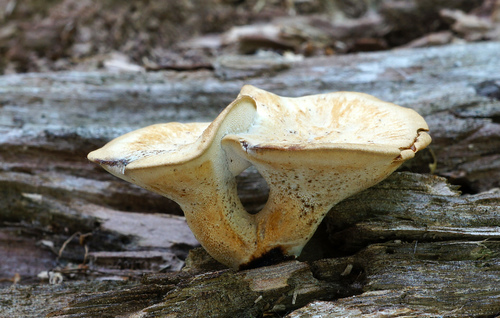 Polyporus varius