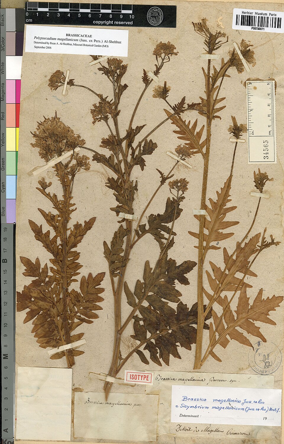 Polypsecadium magellanicum
