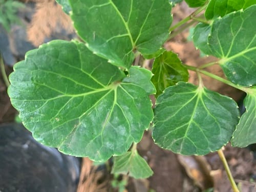 Polyscias balfouriana (Balfour's aralia) — photo