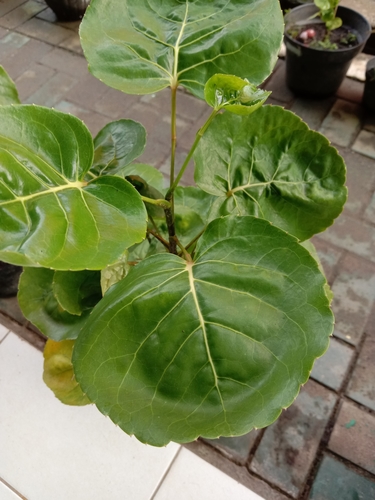 Polyscias balfouriana