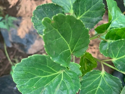 Polyscias balfouriana (Balfour's aralia) — photo