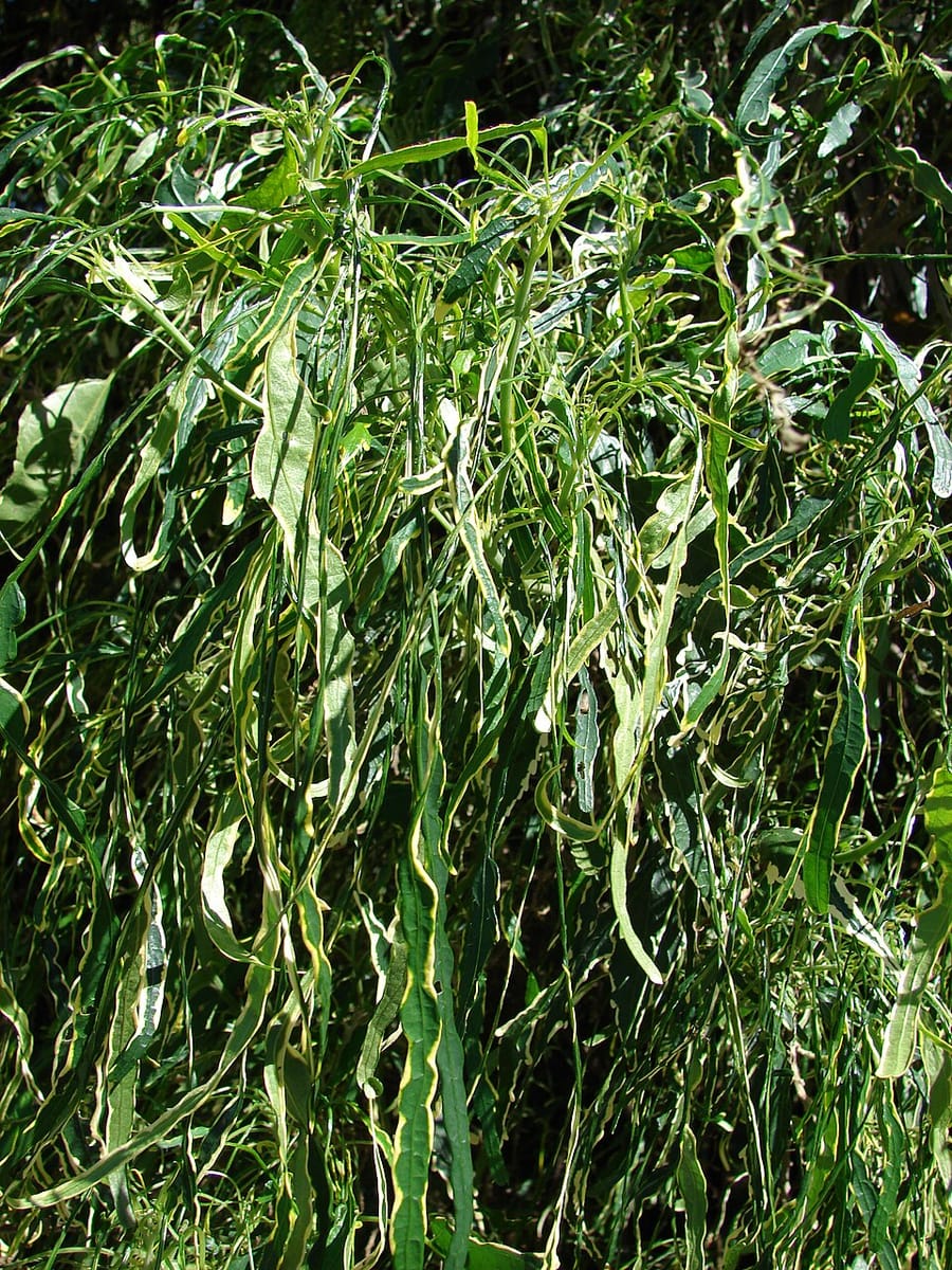 Polyscias cumingiana (Fern-leaf aralia) — photo