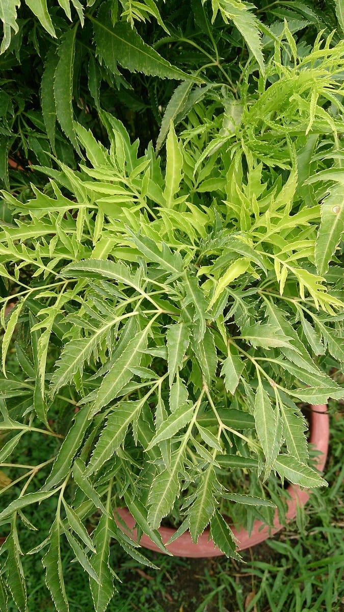 Polyscias cumingiana (Fern-leaf aralia) — photo
