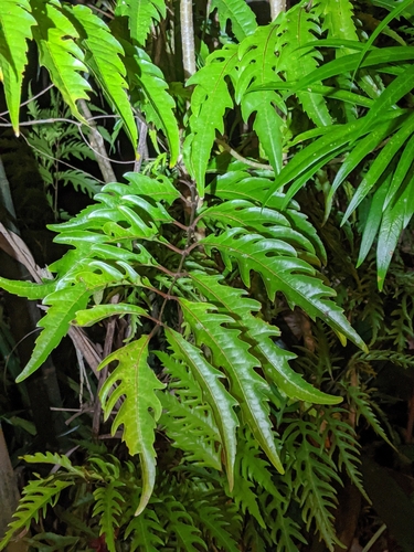 Polyscias fruticosa (Parsley panax) — photo