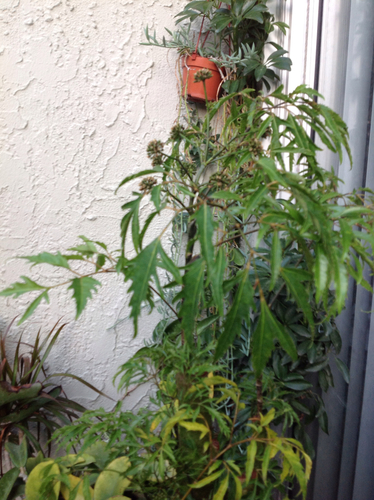 Polyscias fruticosa (Parsley panax) — photo