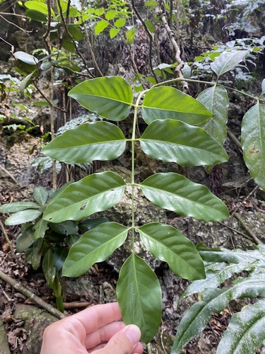 Polyscias macgillivrayi