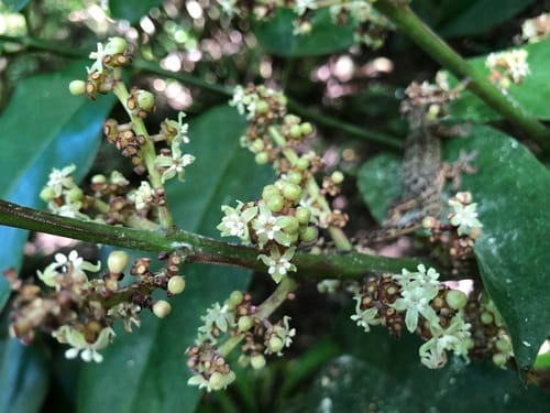 Polyscias multijuga — photo