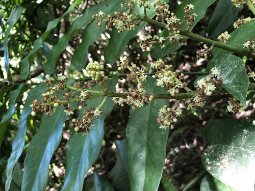 Polyscias multijuga
