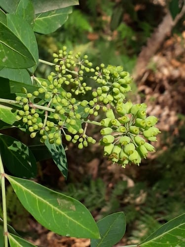 Polyscias sambucifolia (Elderberry panax) — photo