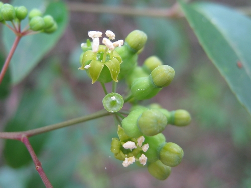 Polyscias sambucifolia (Elderberry panax) — photo