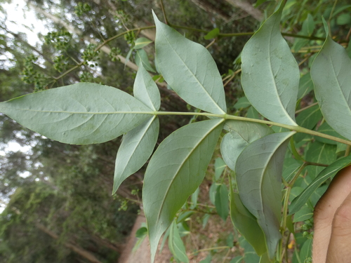 Polyscias sambucifolia