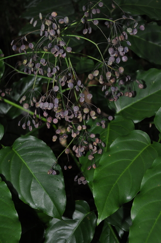 Polyscias samoensis