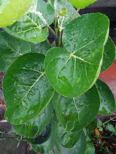 Polyscias scutellaria (Saucer leaf) — photo