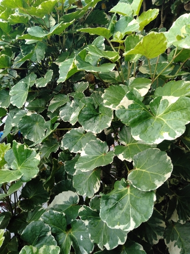 Polyscias scutellaria (Saucer leaf) — photo