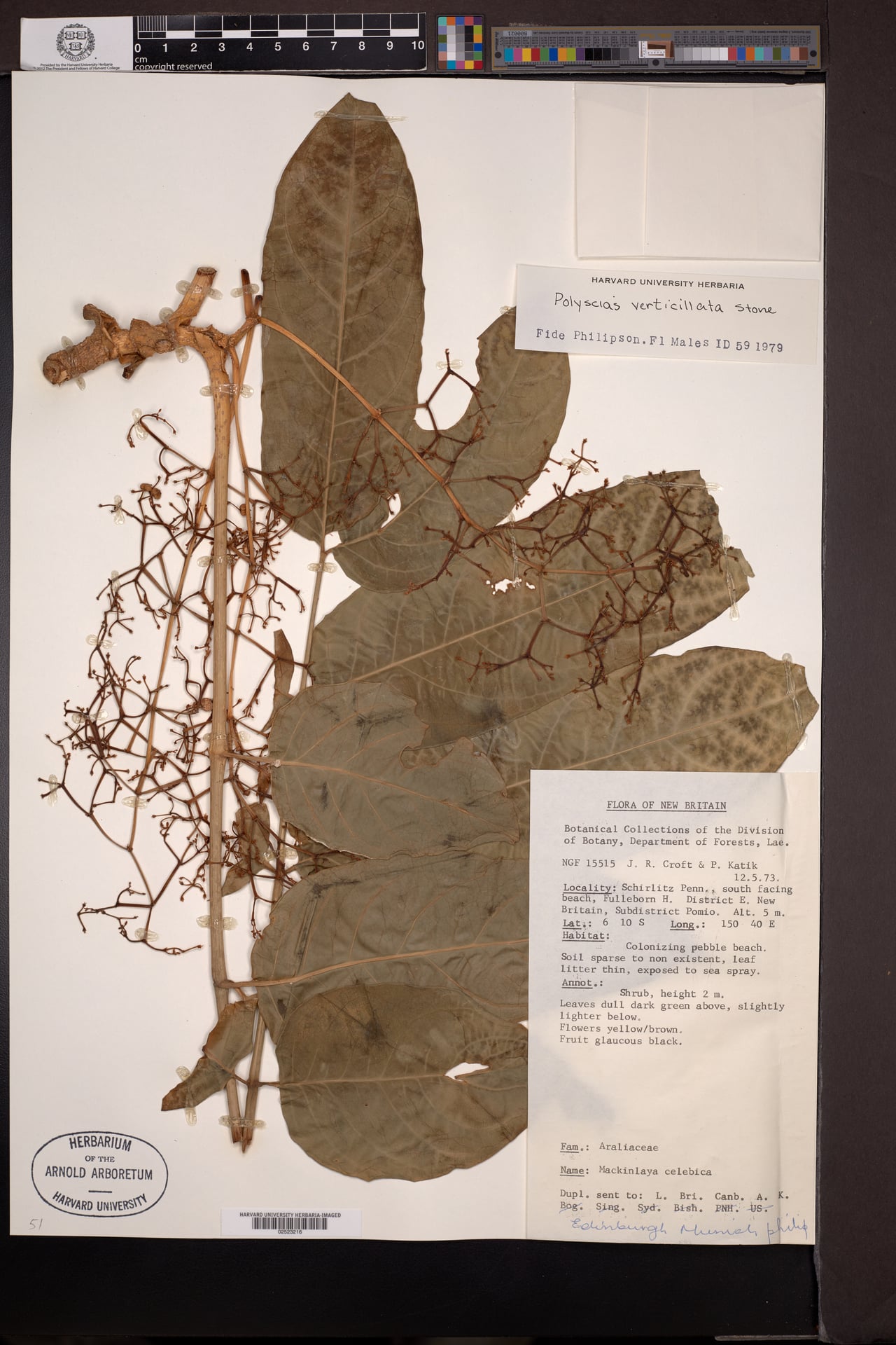 Polyscias verticillata (Valanguar) — photo