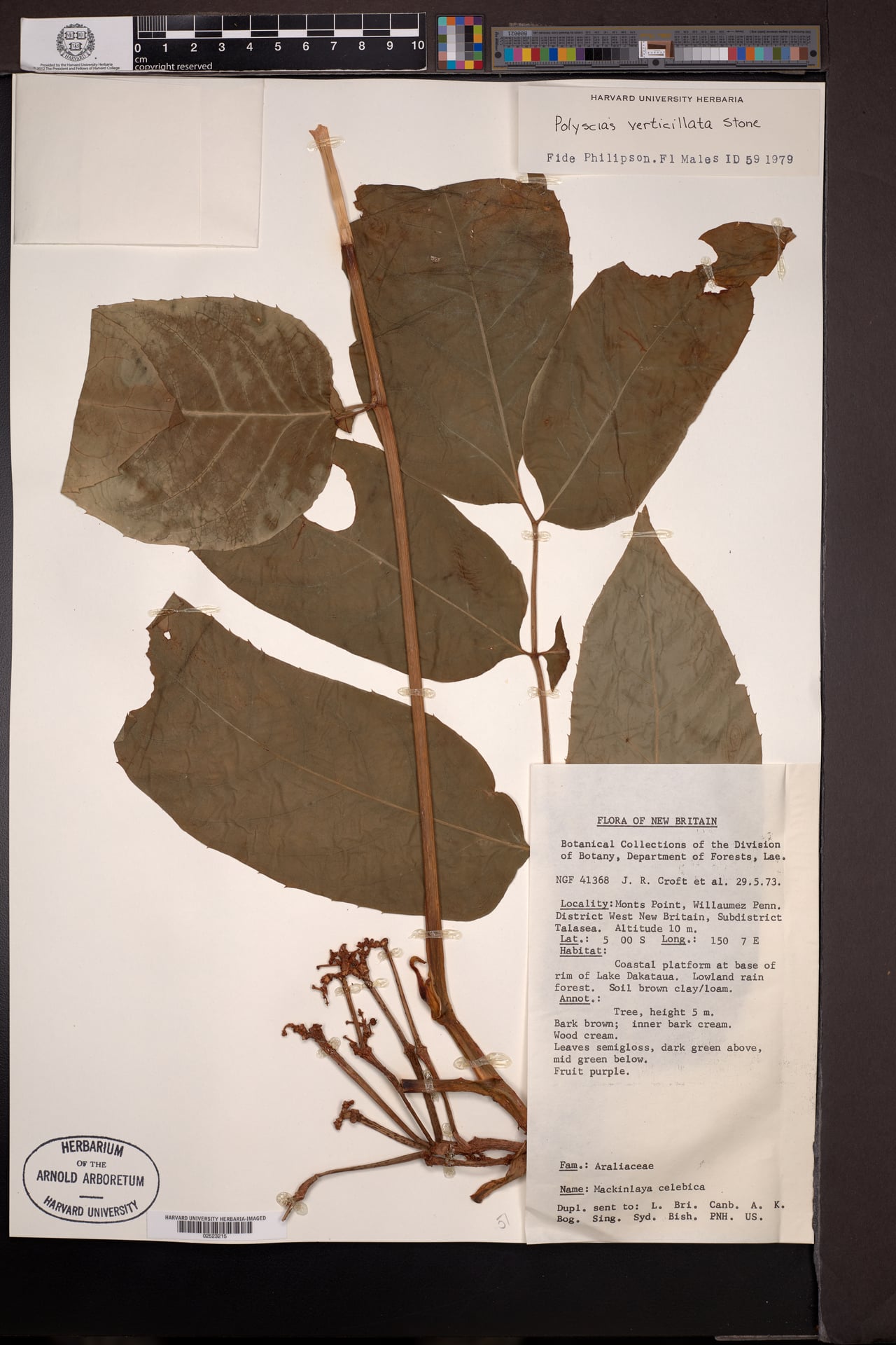 Polyscias verticillata