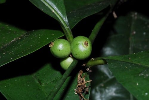 Polysphaeria multiflora — photo