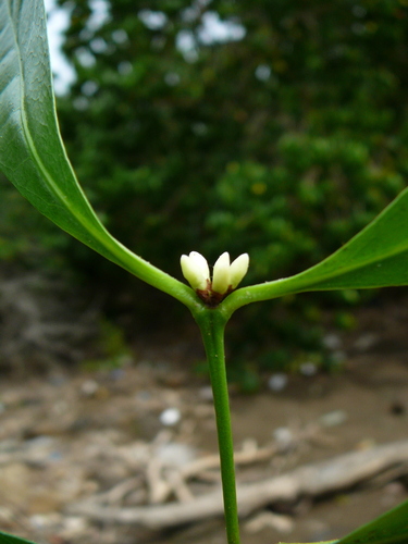 Polysphaeria multiflora