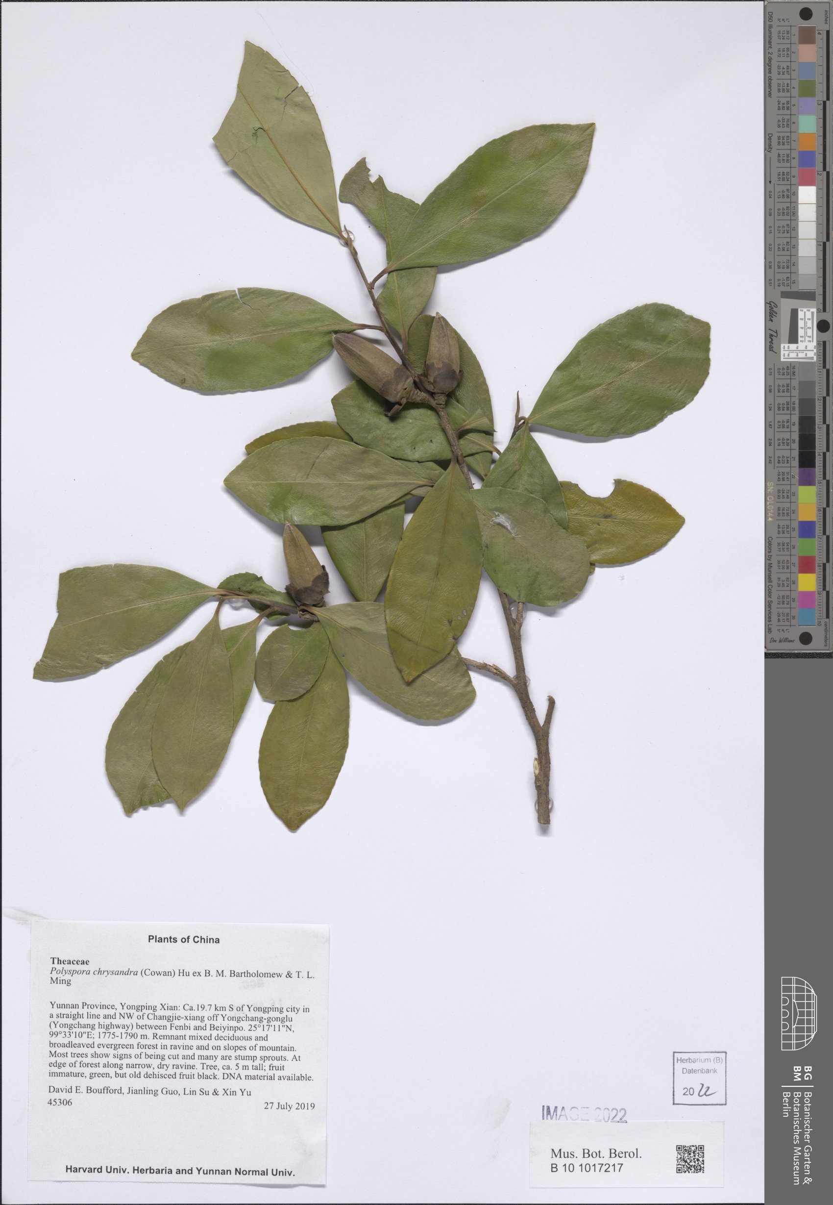 Polyspora chrysandra
