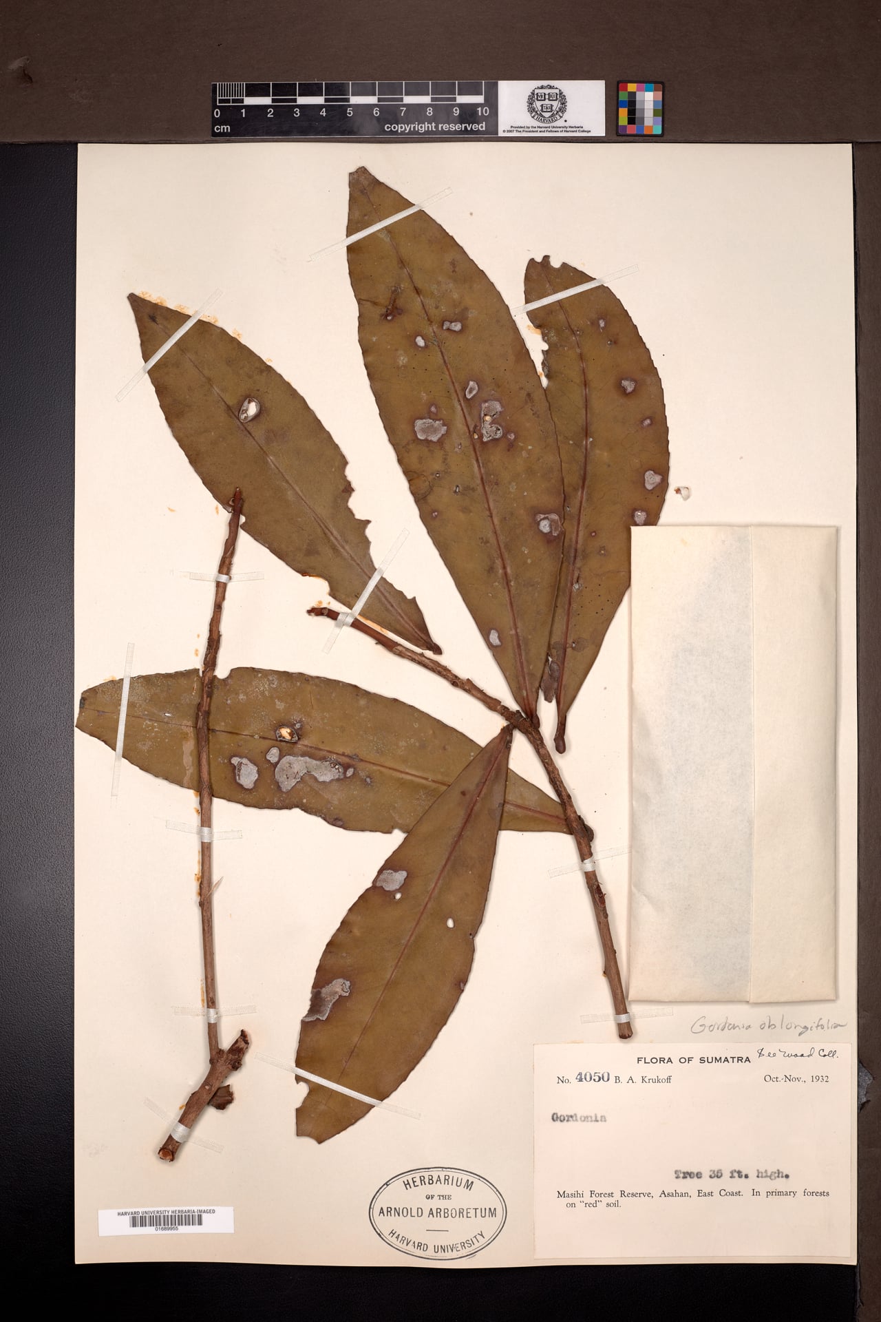 Polyspora oblongifolia — photo