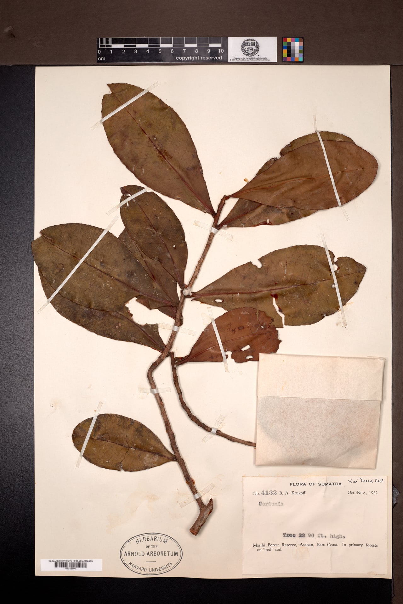 Polyspora oblongifolia — photo