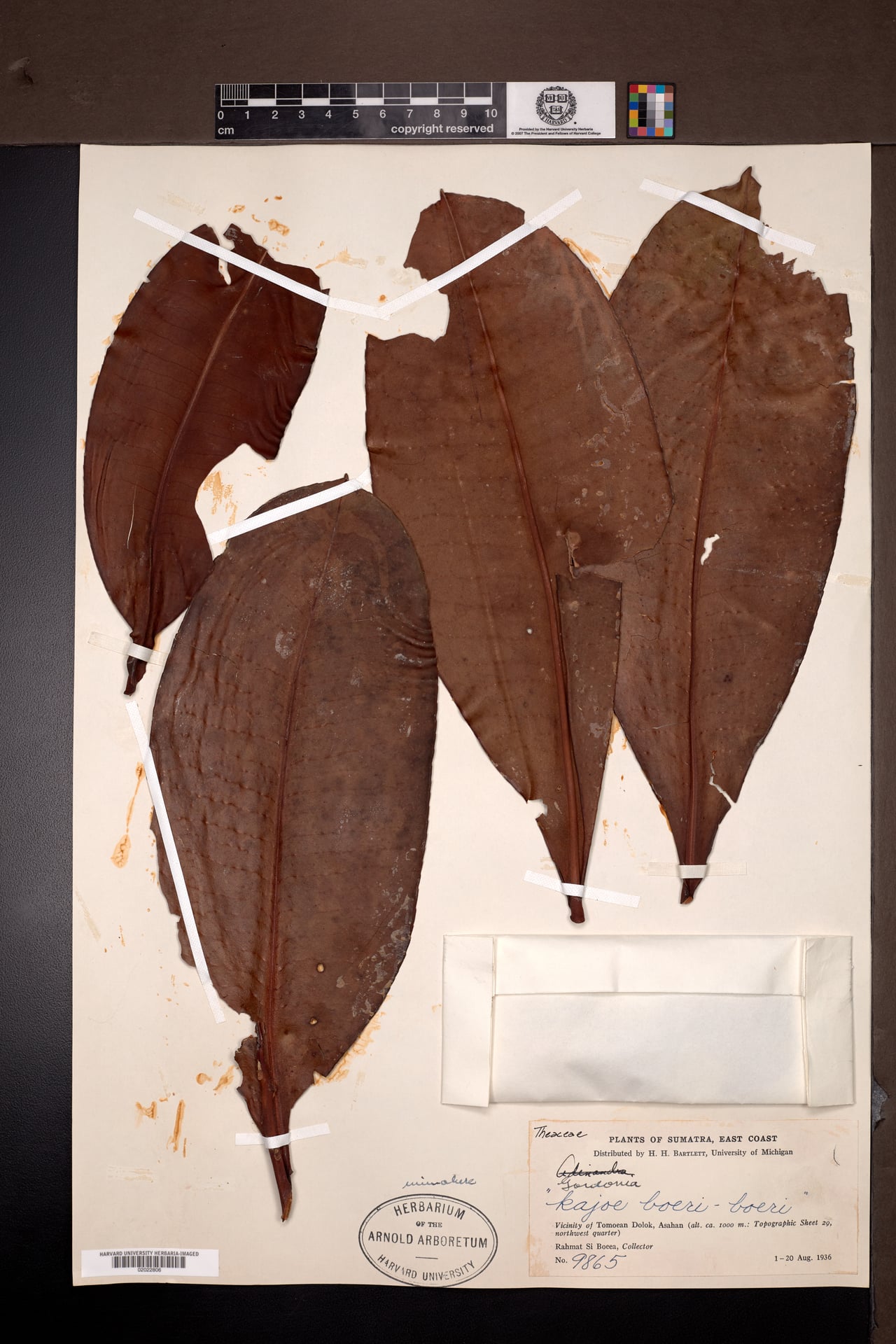 Polyspora oblongifolia