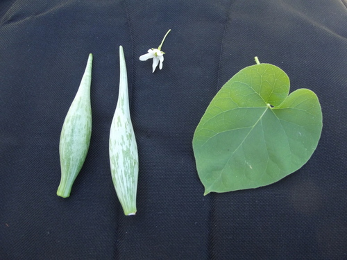 Polystemma cordifolium (Sonoran milkvine) — photo