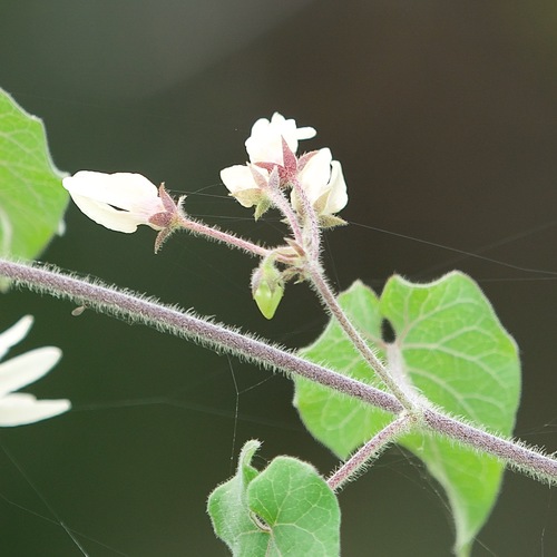 Polystemma cordifolium (Sonoran milkvine) — photo