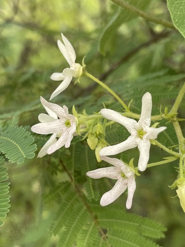 Polystemma cordifolium