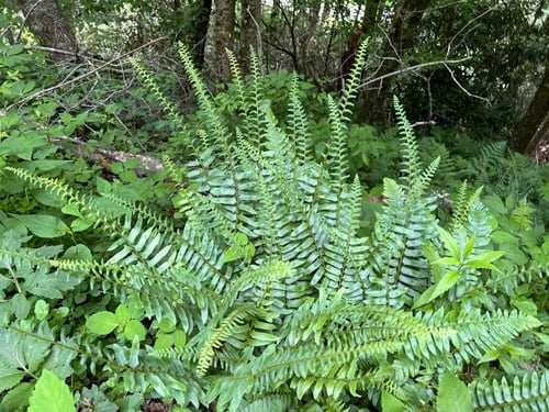 Polystichum acrostichoides (Christmas fern) — photo