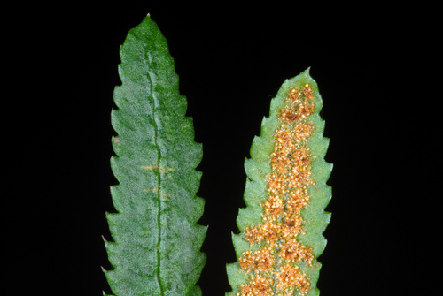 Polystichum acrostichoides (Christmas fern) — photo