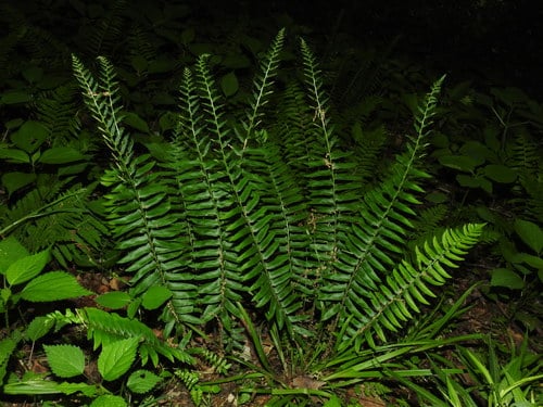 Polystichum acrostichoides