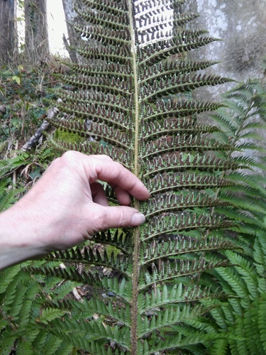 Polystichum aculeatum (Christmas fern) — photo