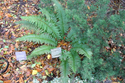 Polystichum aculeatum (Christmas fern) — photo