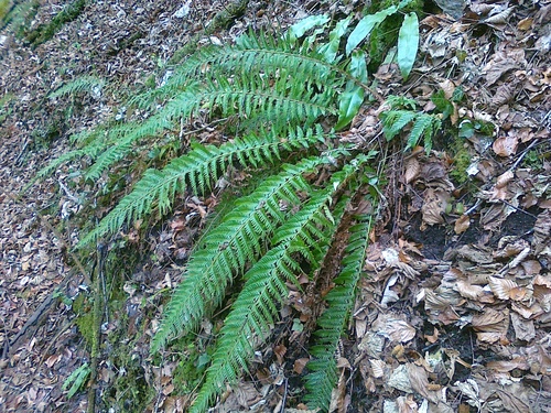 Polystichum aculeatum