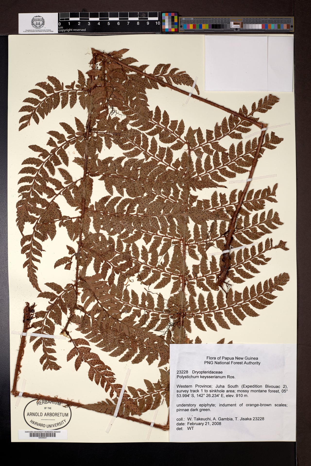 Polystichum keysserianum — photo