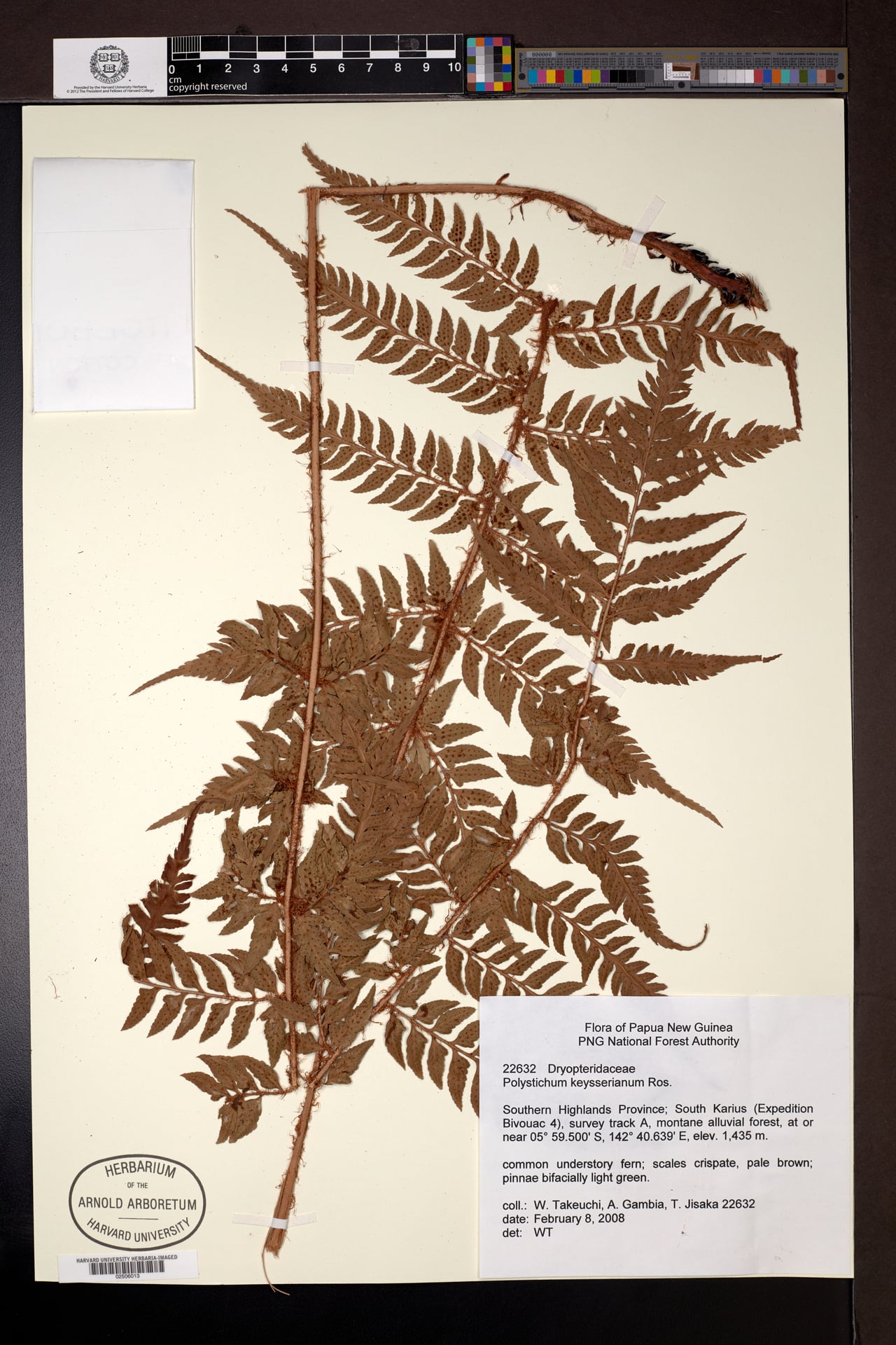 Polystichum keysserianum — photo
