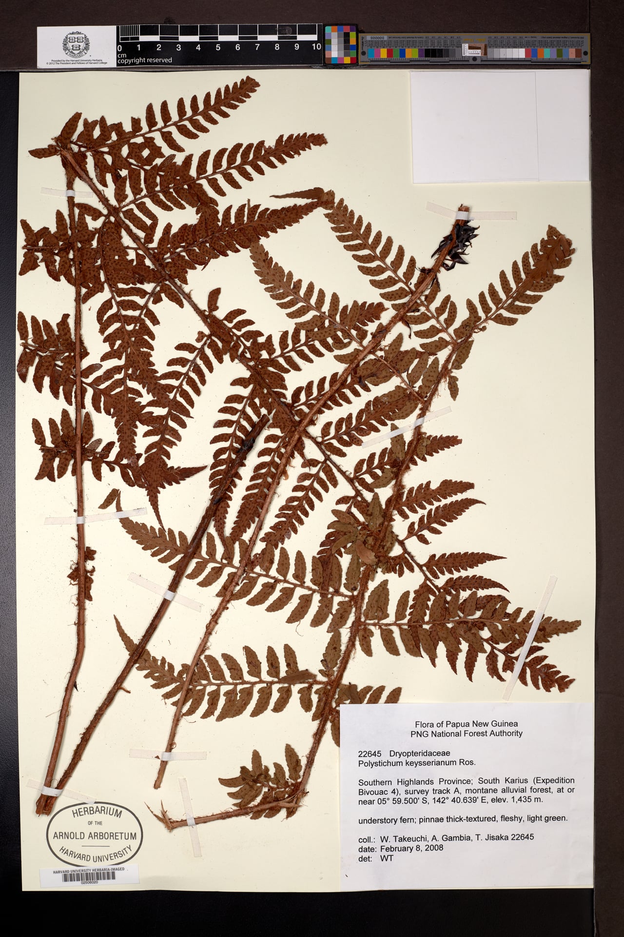 Polystichum keysserianum