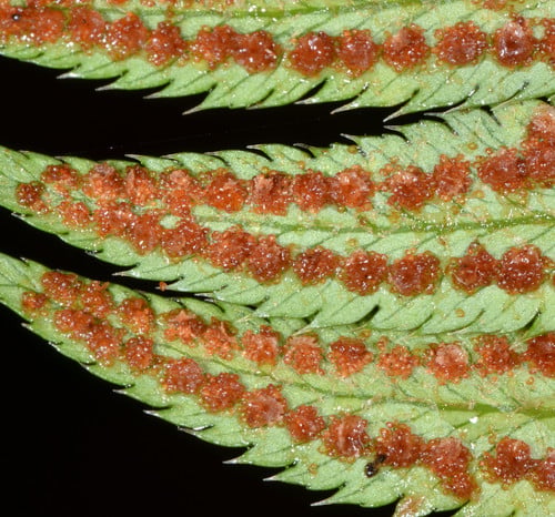 Polystichum munitum (Sword fern) — photo