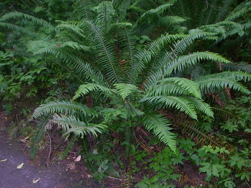 Polystichum munitum (Sword fern) — photo