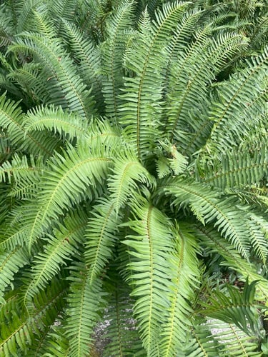 Polystichum munitum