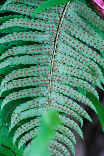 Polystichum tripteron — photo